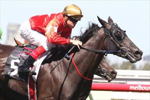 Tried horse sets sights on Adelaide Cup 